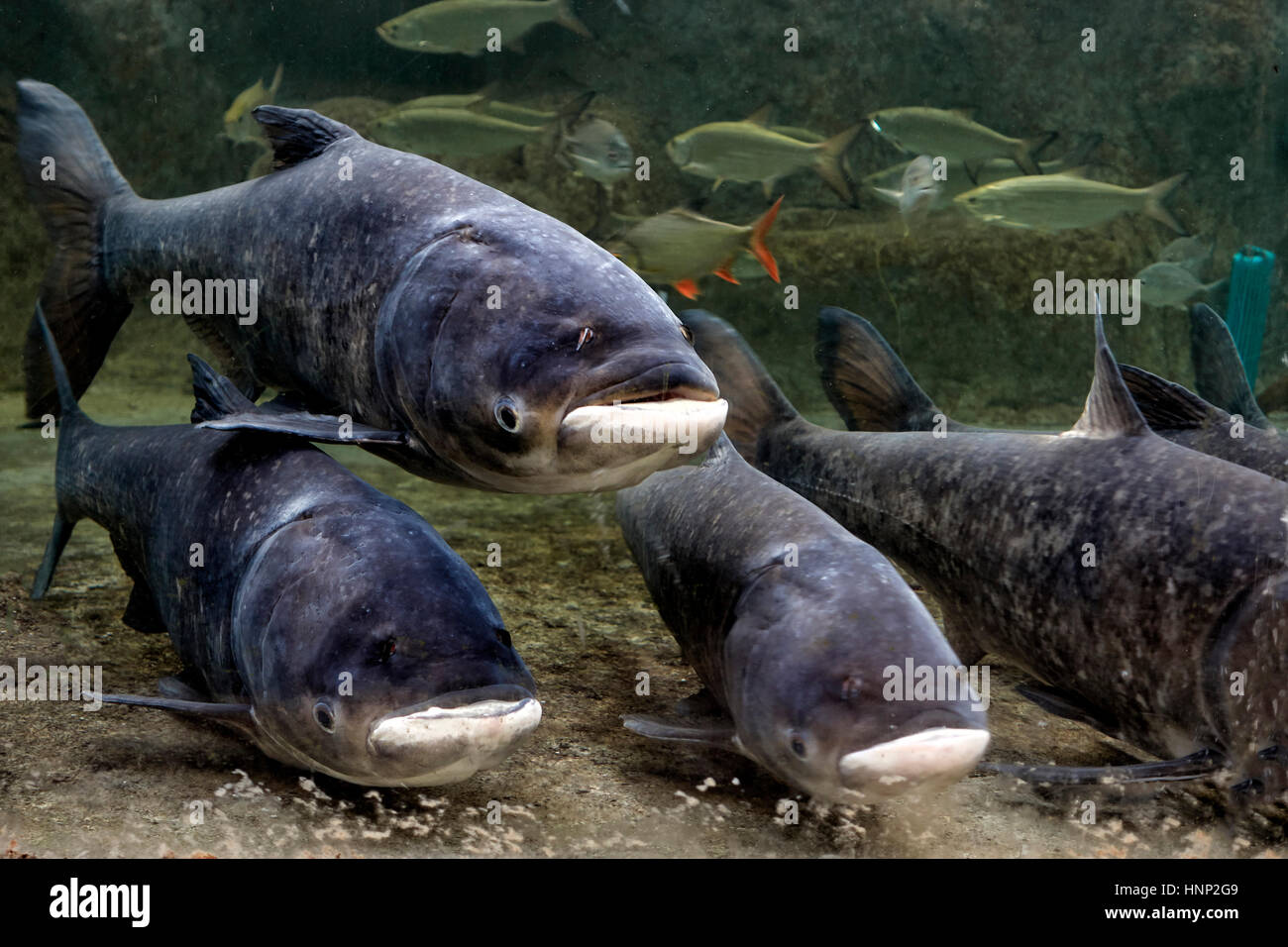 Bighead carp hi-res stock photography and images - Alamy
