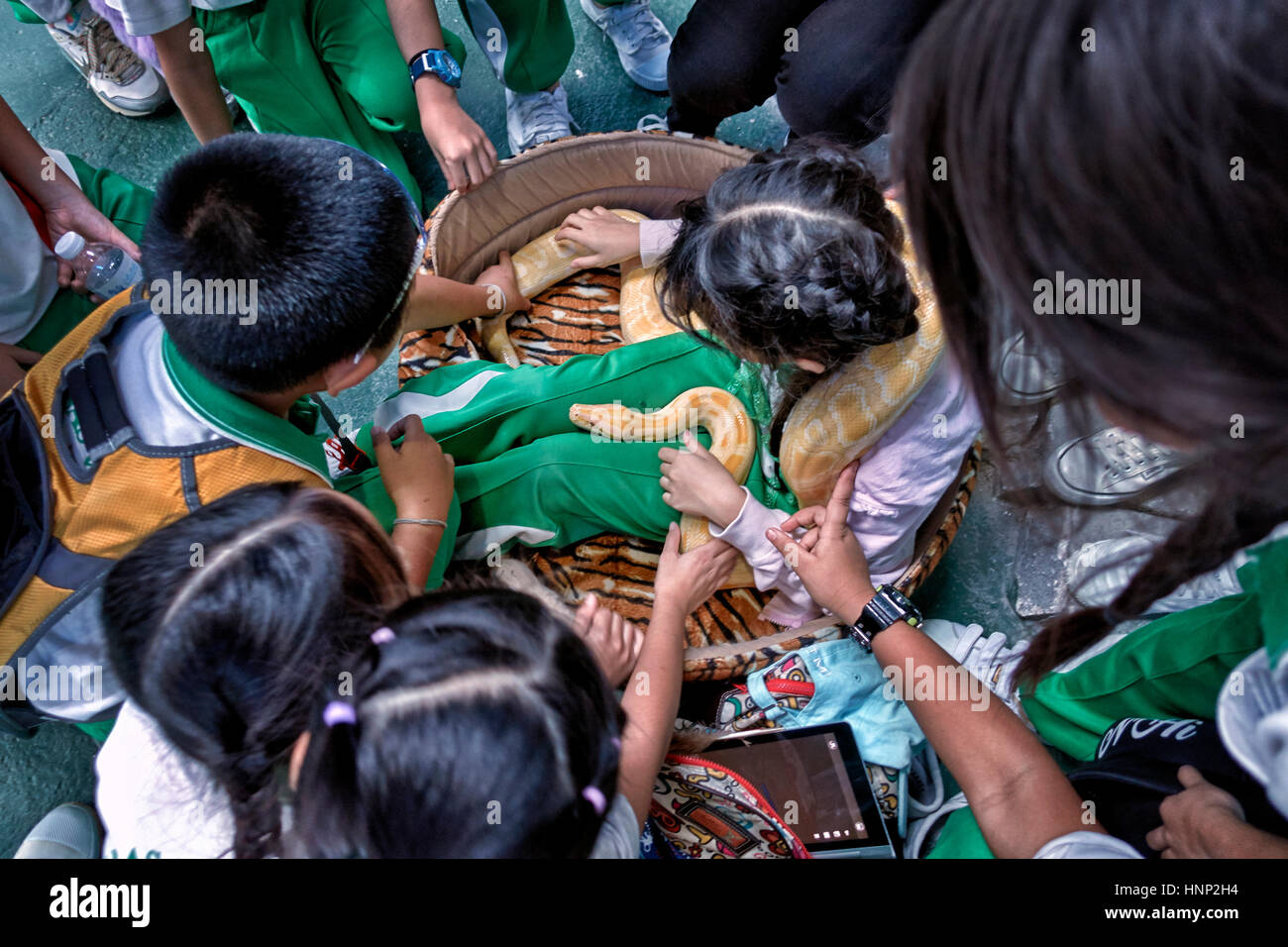 Child snake handling. School children on a scientific nature discovery days outing handling a large Python snake. Thailand, Southeast Asia Stock Photo