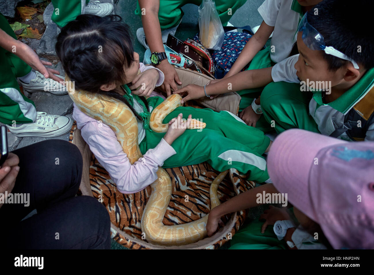 Child snake handling. School children on a scientific nature discovery days outing handling a large Python snake. Thailand, Southeast Asia Stock Photo