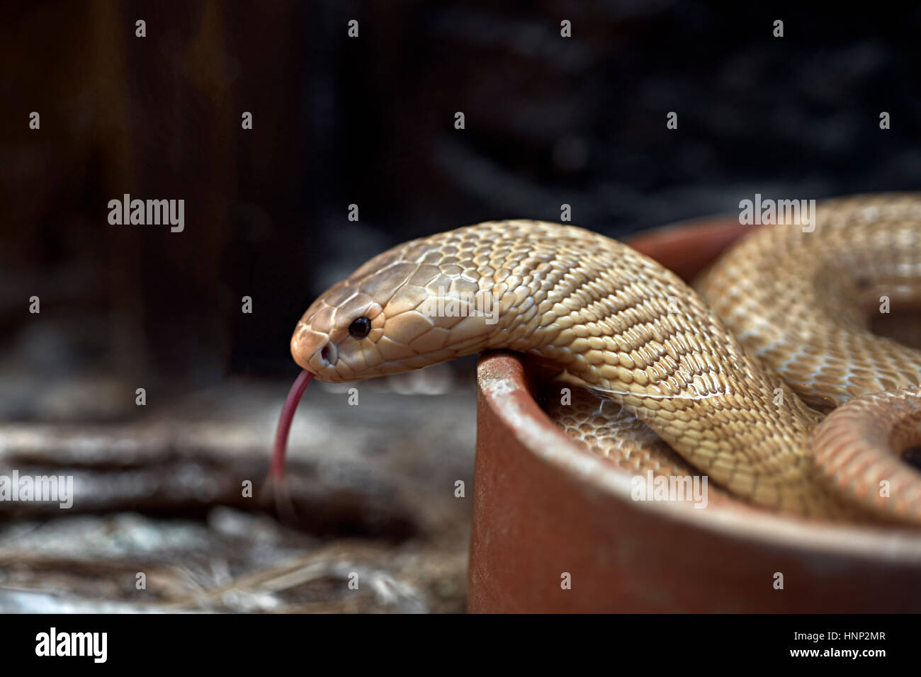 Albino Cobra, monocled cobra, (Naja kaouthia), Asian venomous snake. Tongue out. Thailand Southeast asia Stock Photo