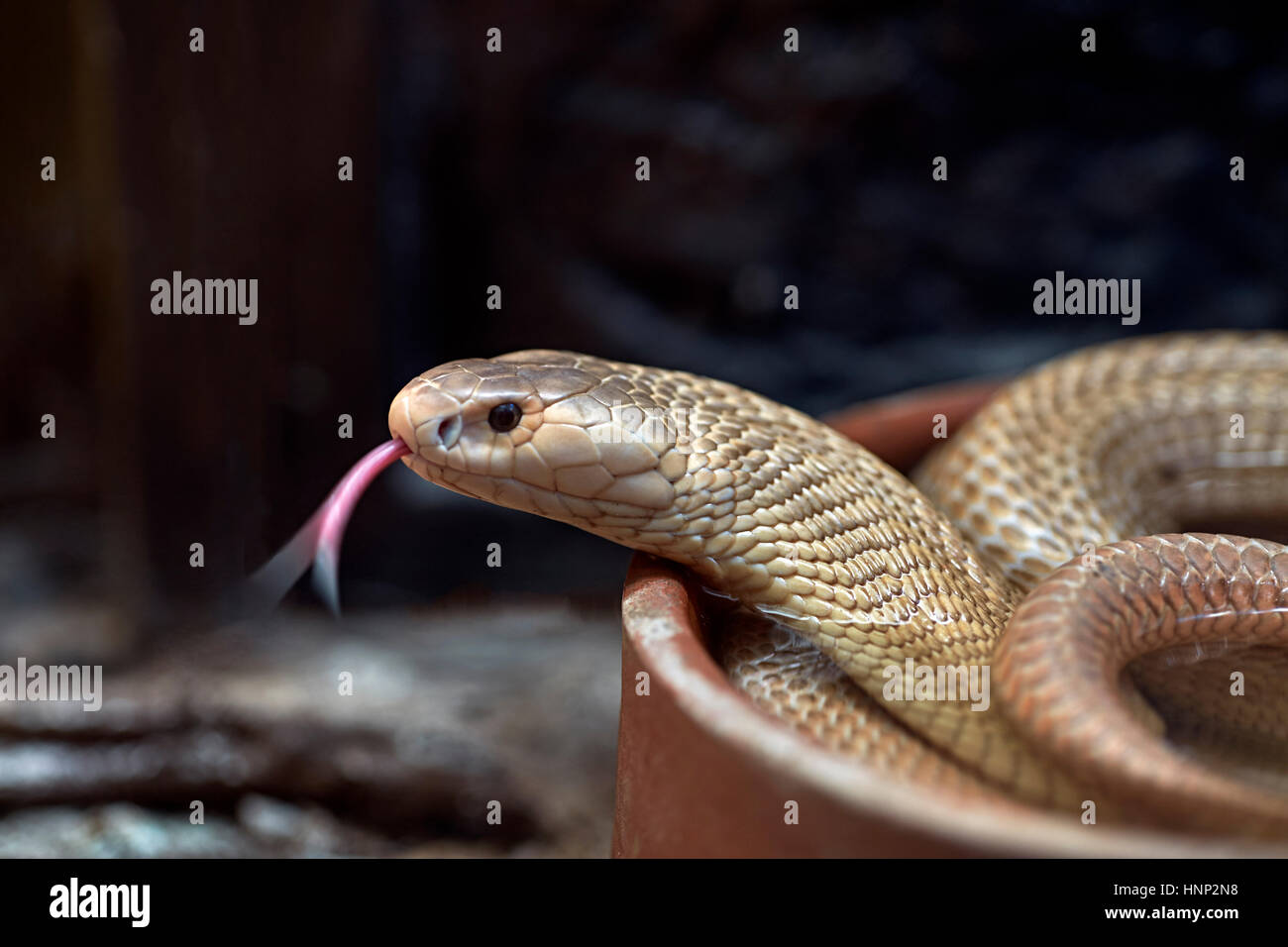 Albino Cobra, monocled cobra, (Naja kaouthia), Asian venomous snake. Tongue out. Thailand Southeast asia Stock Photo