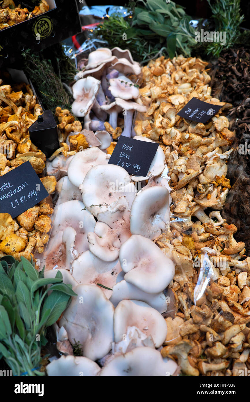 Mushroom display on stall at Borough Market near London Bridge in Southwark, South London, UK  KATHY DEWITT Stock Photo