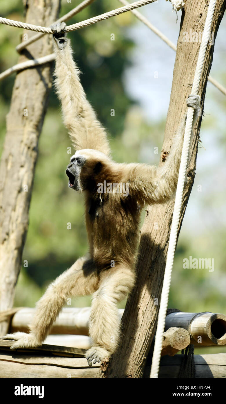 Hoolock gibbon Stock Photo Alamy