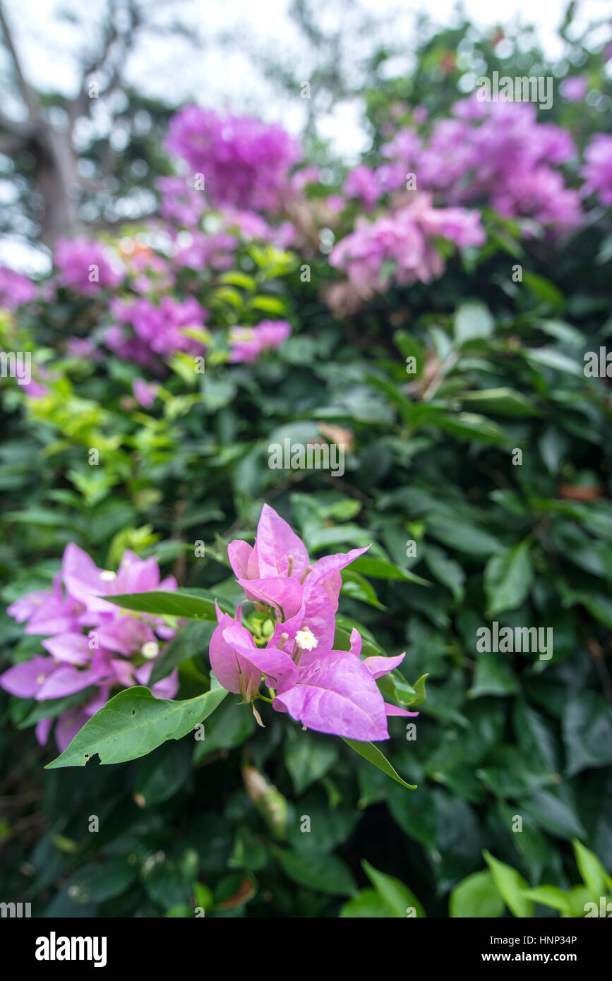 Tropical rainforest leaf hi-res stock photography and images - Alamy
