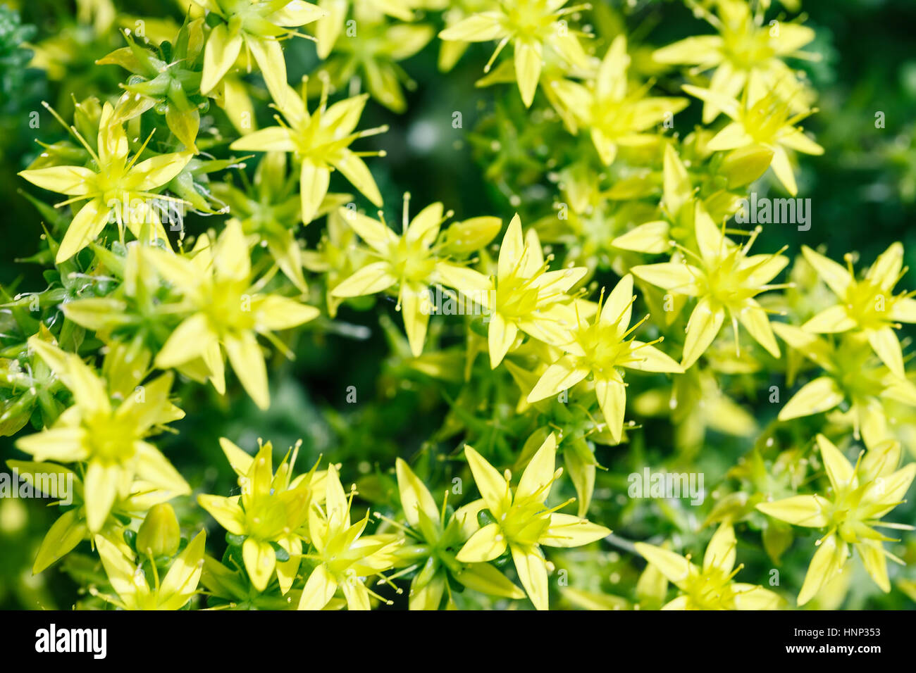 Spring background with beautiful yellow flowers Stock Photo