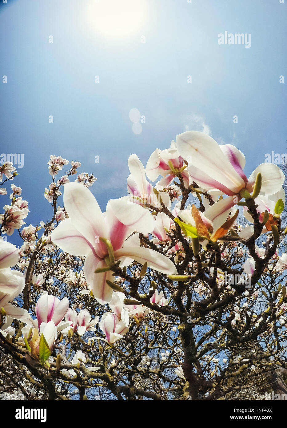 Beautiful pink spring flowers magnolia on a tree branch Stock Photo - Alamy