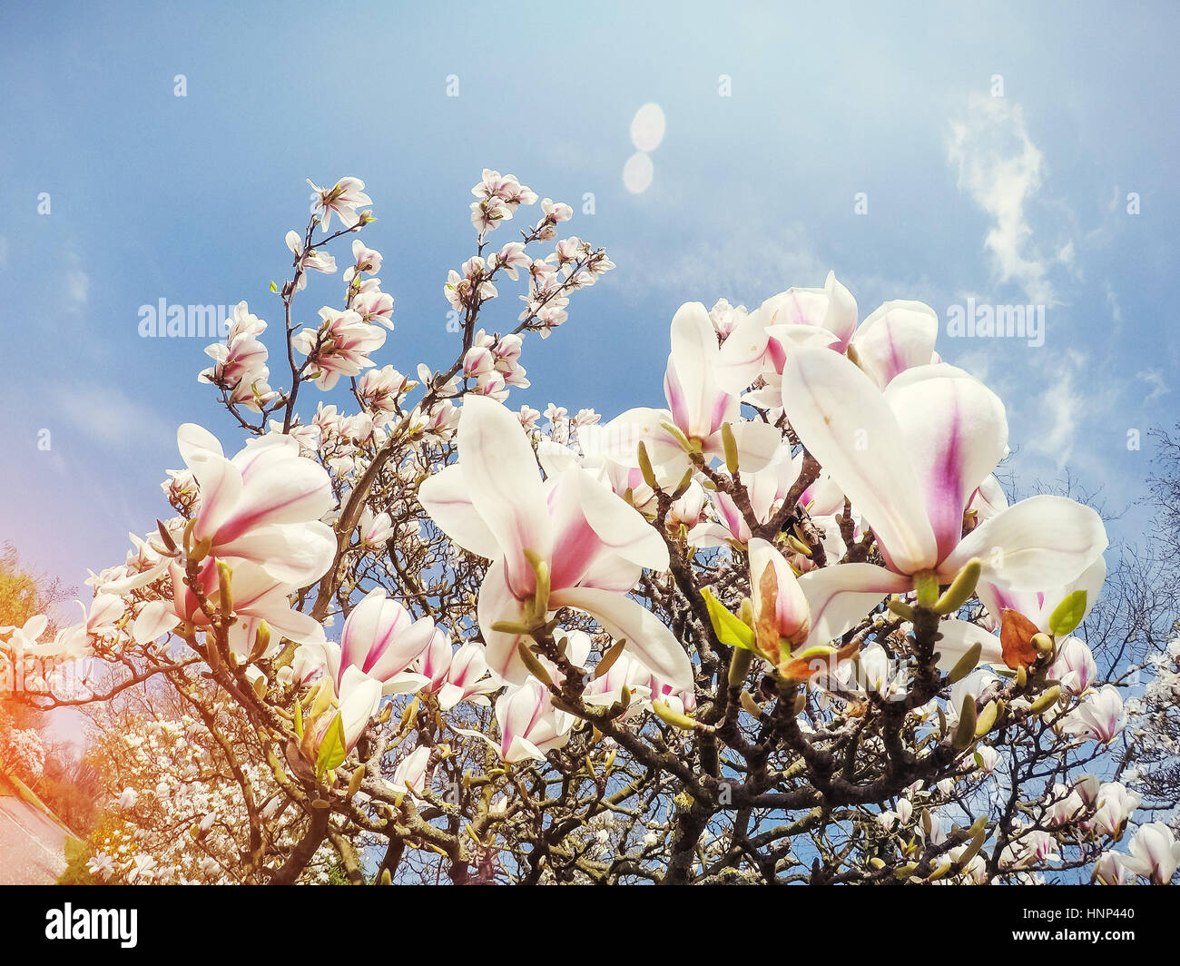 Beautiful pink spring flowers magnolia on a tree branch Stock Photo - Alamy