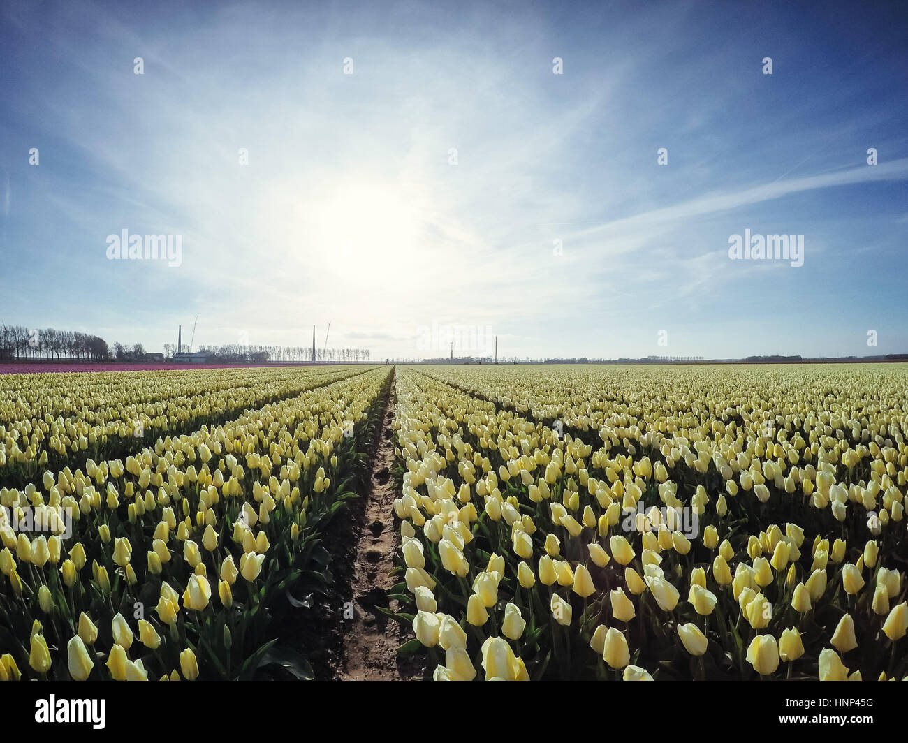 Plantation of tulips on a farm in Holland Stock Photo - Alamy