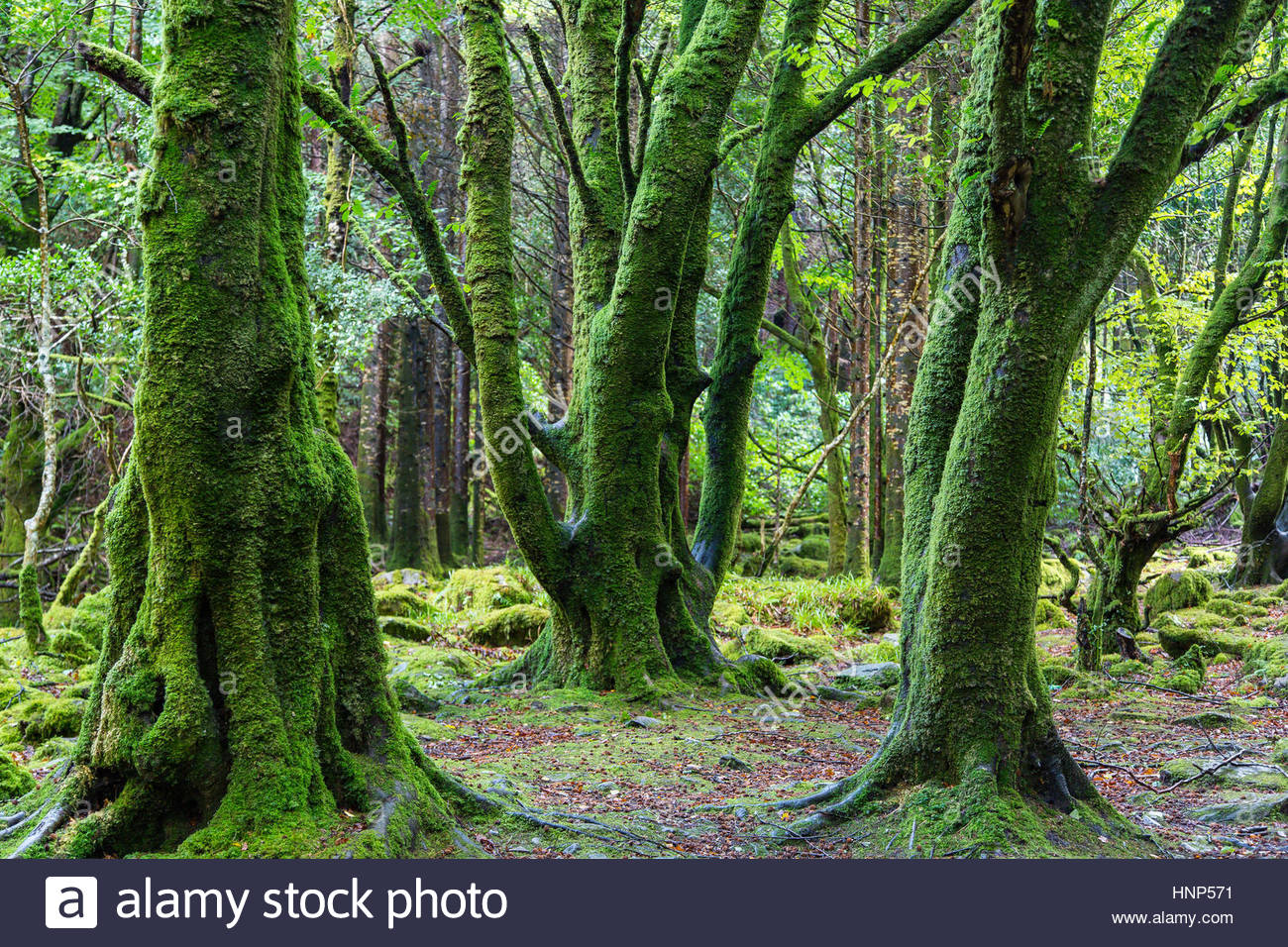 Killarney National Park Moss Stock Photos Killarney National
