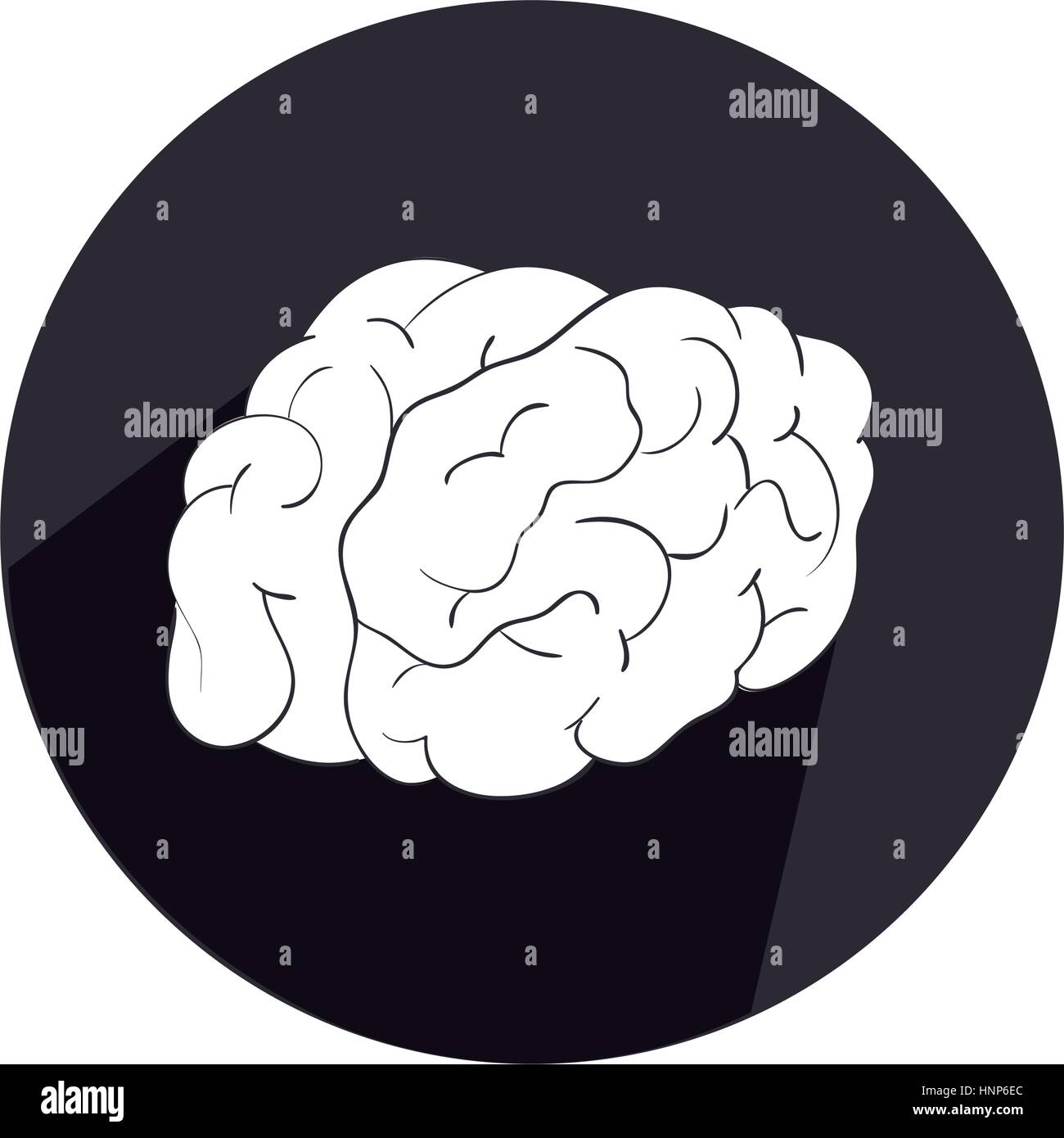 Human Brain Side Diagram High Resolution Stock Photography and Images