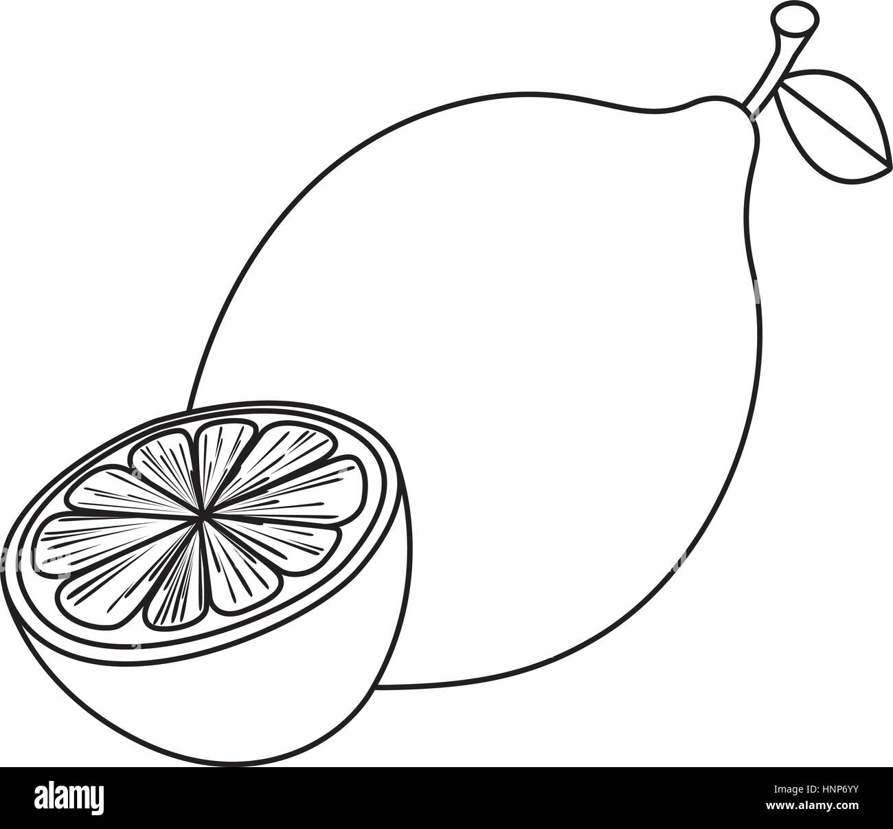 Line drawing fruit Stock Vector Image & Art - Alamy