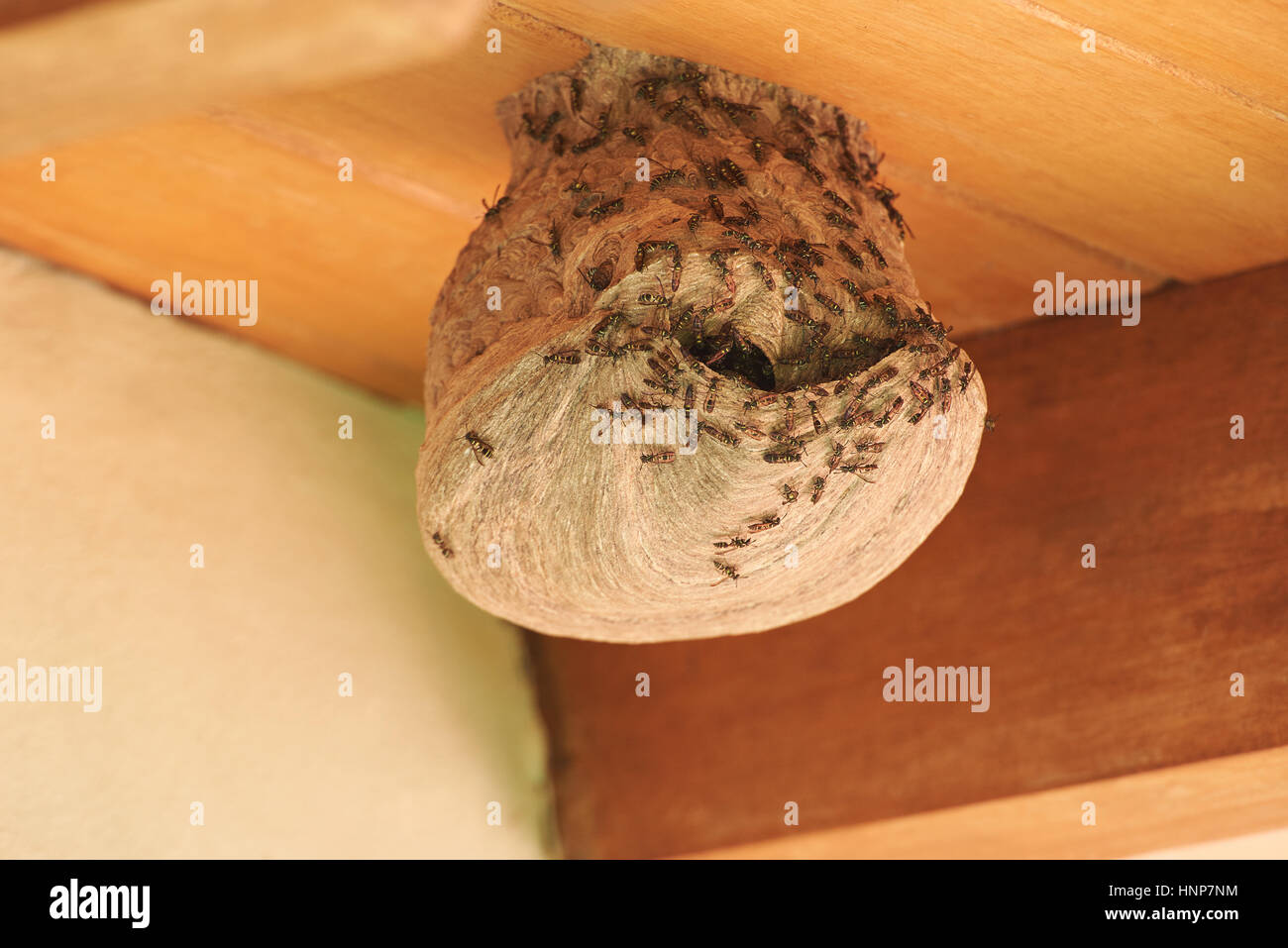 Wasps coming out from nest hole on wood roof house Stock Photo