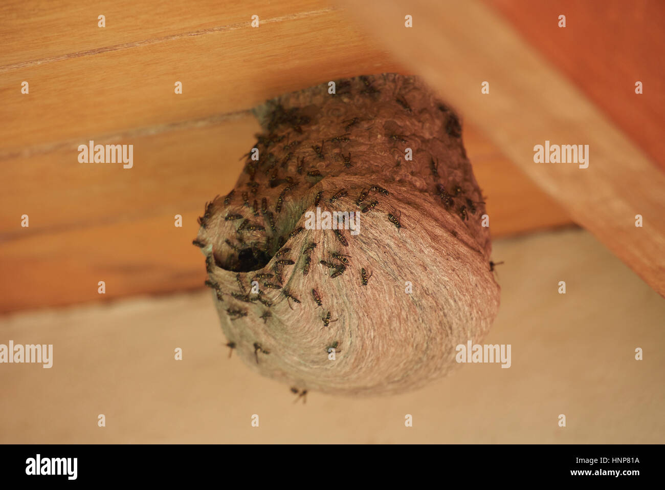 Round bee nest on wooden house roof horizontal orientation Stock Photo
