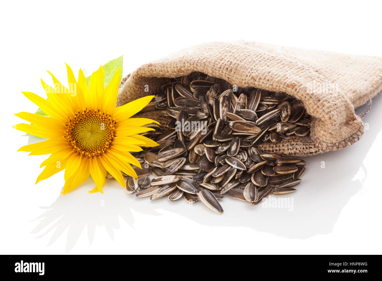Sunflower And Sunflower Seeds In Burlap Bag Isolated On White Background Stock Photo Alamy