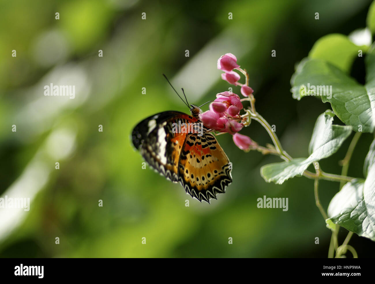 Butterfly eating nectar hires stock photography and images Alamy