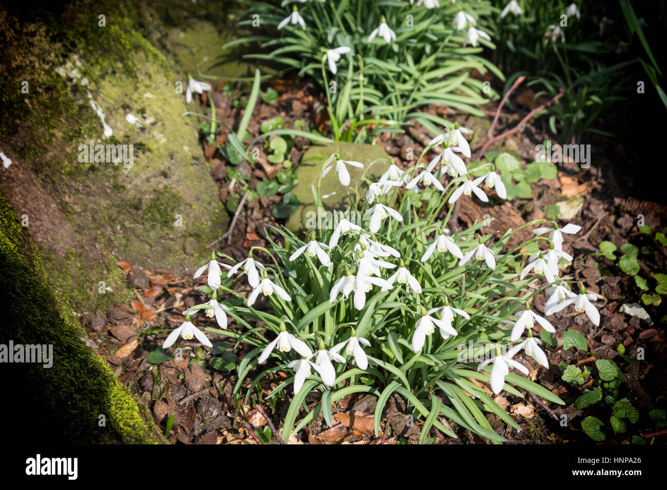 Dentdale, North Yorkshire Dales National Park , Cumbria, England.  First snowdrops ( Galanthus) of spring. Stock Photo