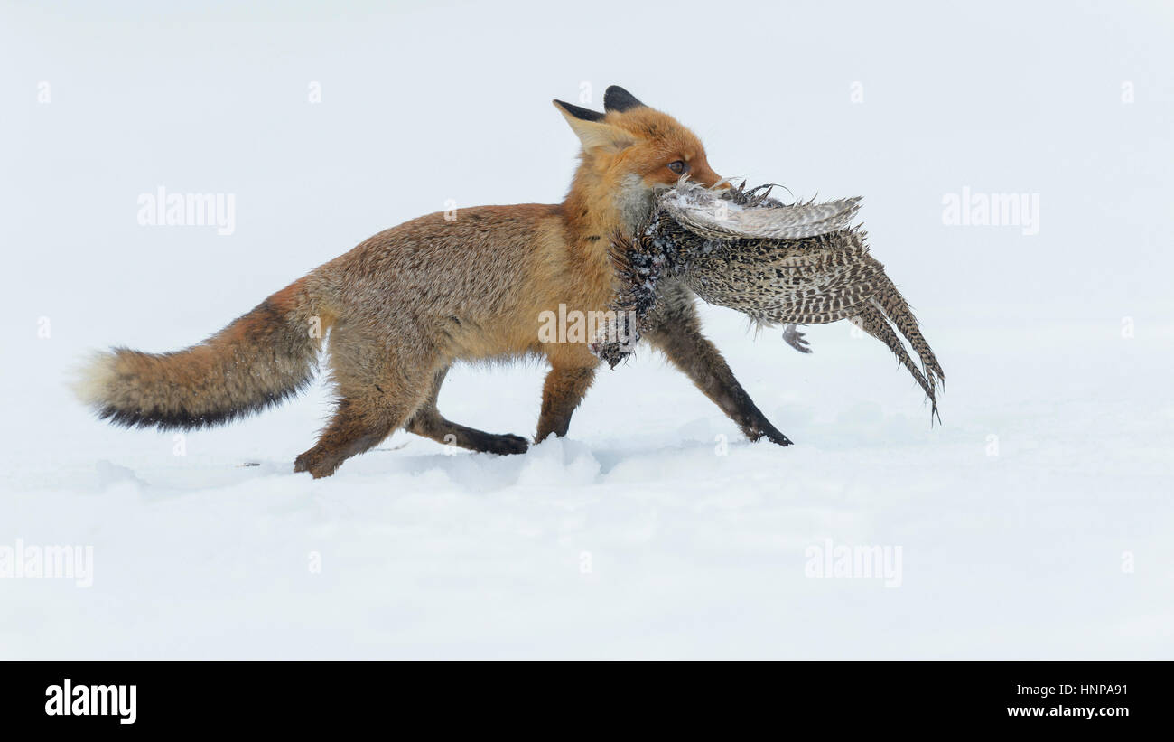 Red Fox (Vulpes vulpes) running through the snow, with prey, Pheasant Hen (Phasianus colchicus), Moravia, Czech Republic Stock Photo