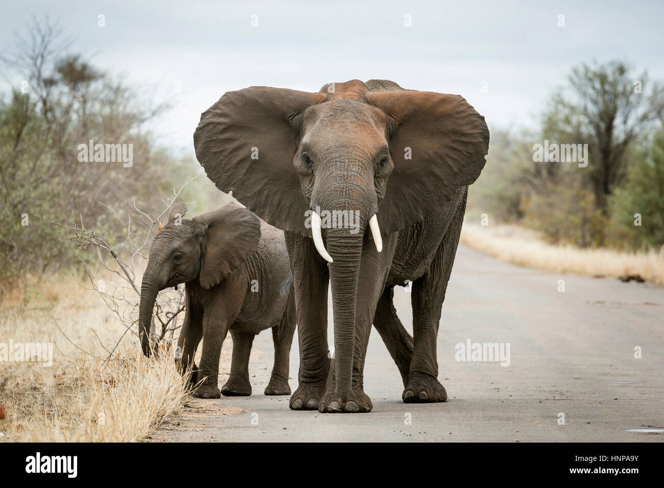 African elephant (Loxodonta africana), mother with young on street, Kruger National Park, South Africa Stock Photo