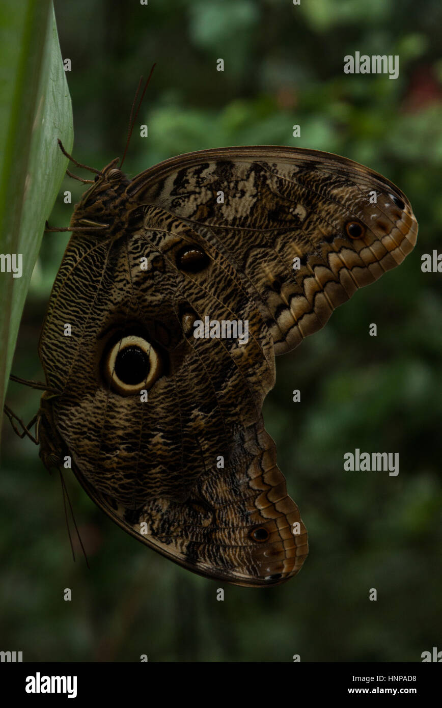 Mating dark owl-butterfly (genus Caligo), known for their huge eyespots, which resemble owls' eyes. Stock Photo
