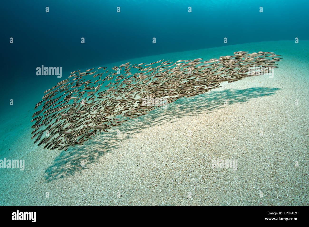 Swarm of young Striped eel Catfish, (Plotosus lineatus), sand bottom, Saparua Island, Maluku Islands, Pacific Ocean, Banda Sea Stock Photo
