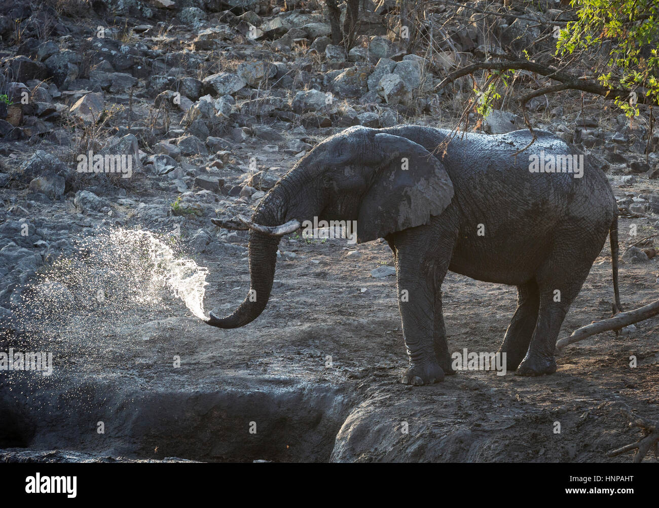 African elephant (Loxodonta africana), Kruger National Park, South Africa Stock Photo
