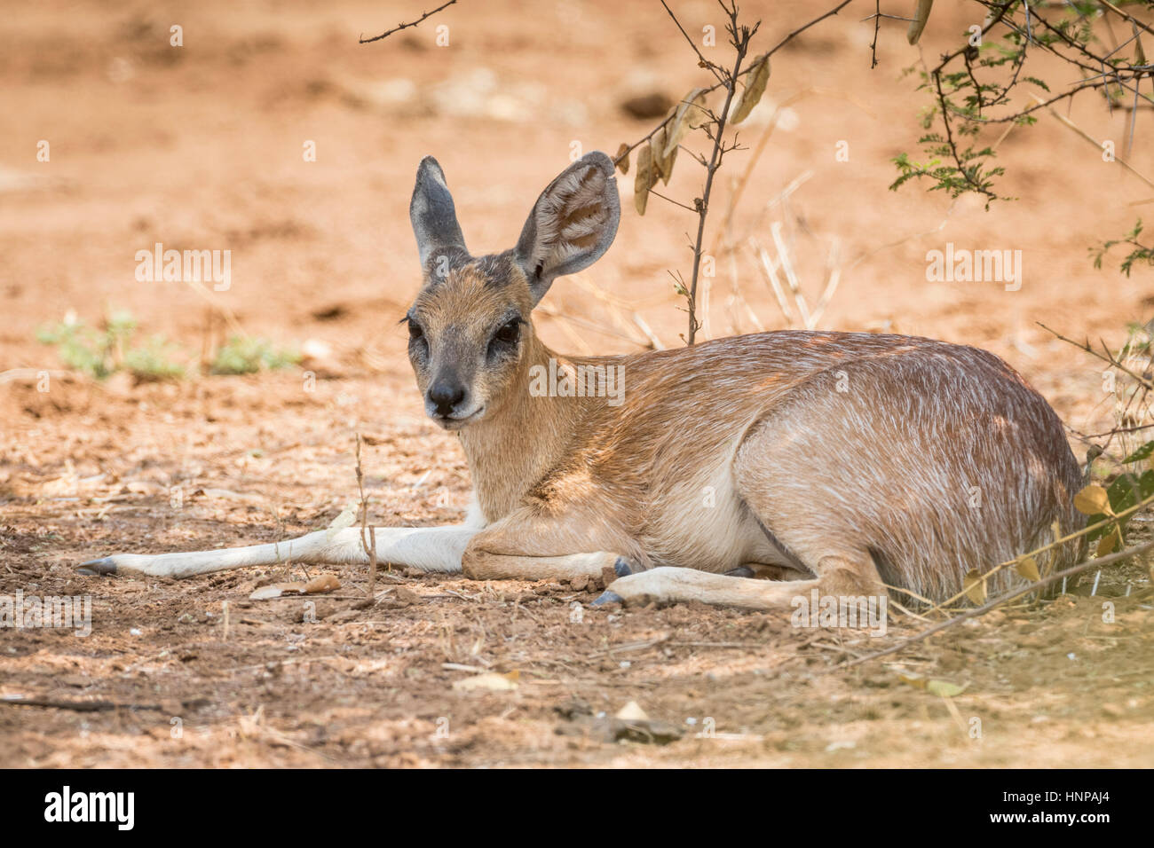 Sharpe's grysbok (Raphicerus sharpei), Kruger National Park, Republic of South Africa Stock Photo