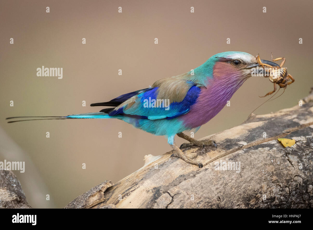 Lilac-breasted roller (Coracias caudatus) with insect, Kruger National Park, South Africa Stock Photo