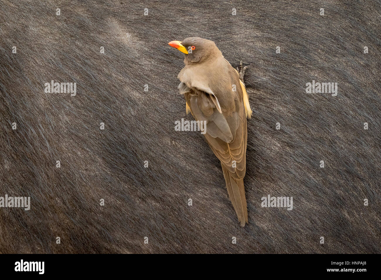 Yellow-billed oxpecker (Buphagus africanus) sitting on buffalo, detail, Kruger National Park, South Africa Stock Photo