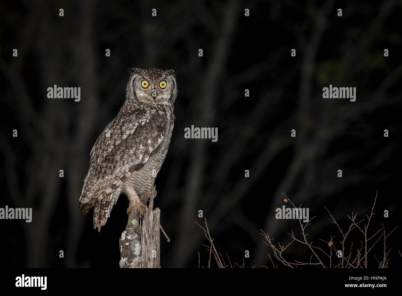Spotted eagle-owl (Bubo africanus) at night, Kruger National Park, South Africa Stock Photo