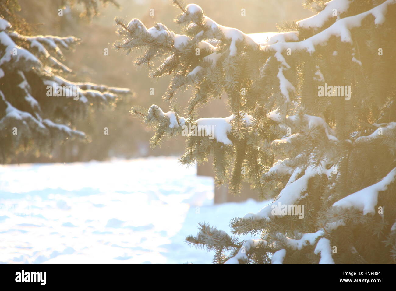 fir trees with snow Stock Photo - Alamy