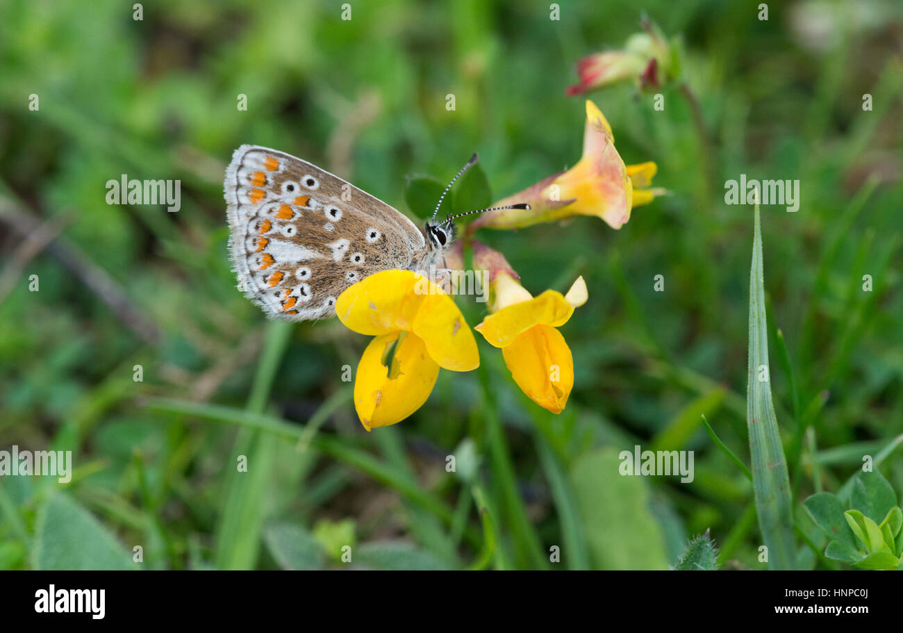 Northern Brown Argus butterfly (Aricia artaxerxes) Stock Photo