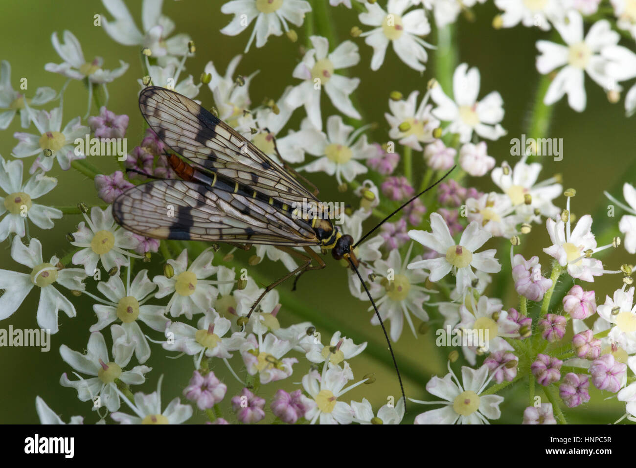 Scorpionfly (Panorpa communis), female on Hogweed flower Stock Photo