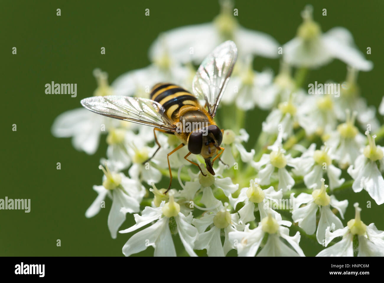 Hoverfly (Syrphus ribesii), female, on Hogweed Stock Photo