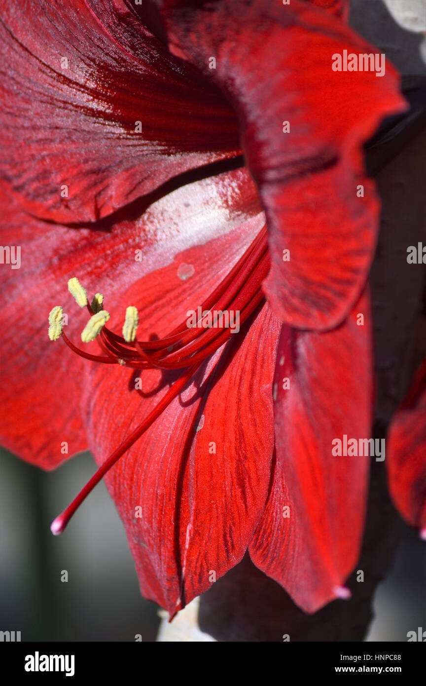 Lily growing in the garden Stock Photo Alamy