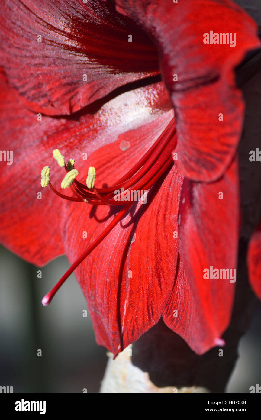 Lily growing in the garden Stock Photo Alamy