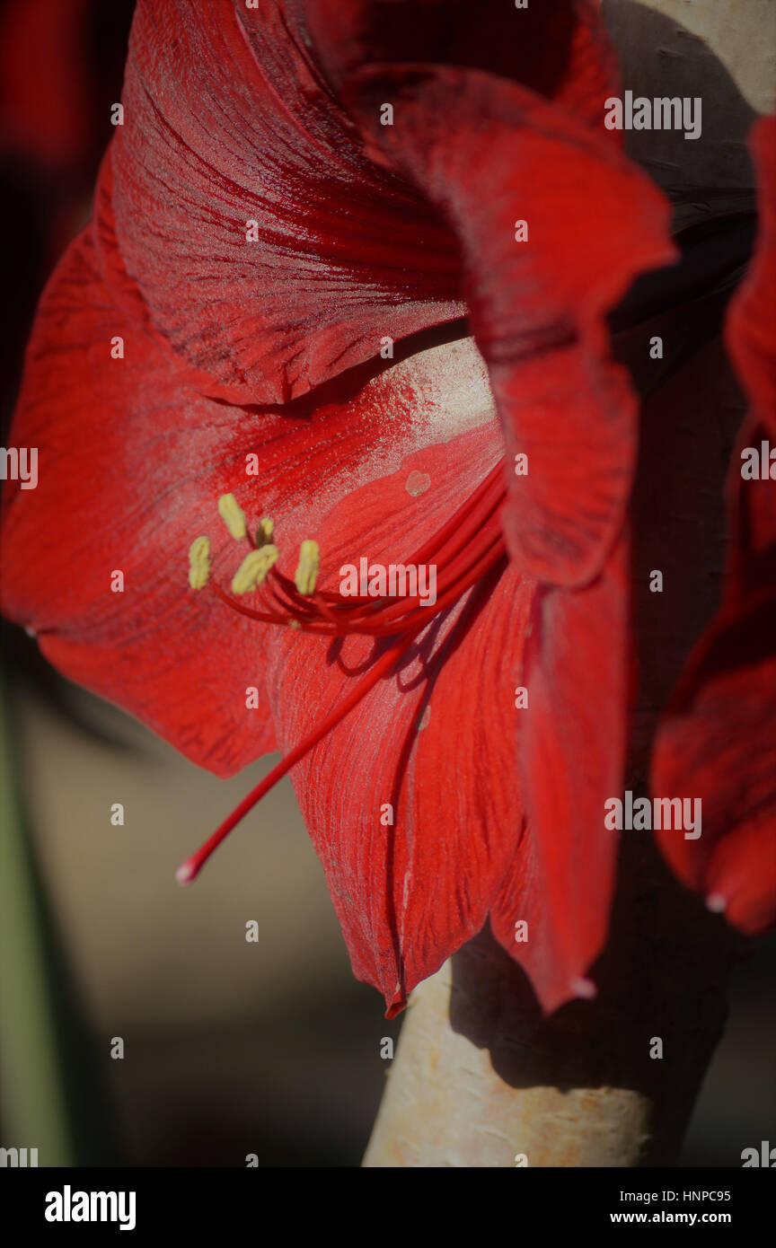 Lily growing in the garden Stock Photo Alamy