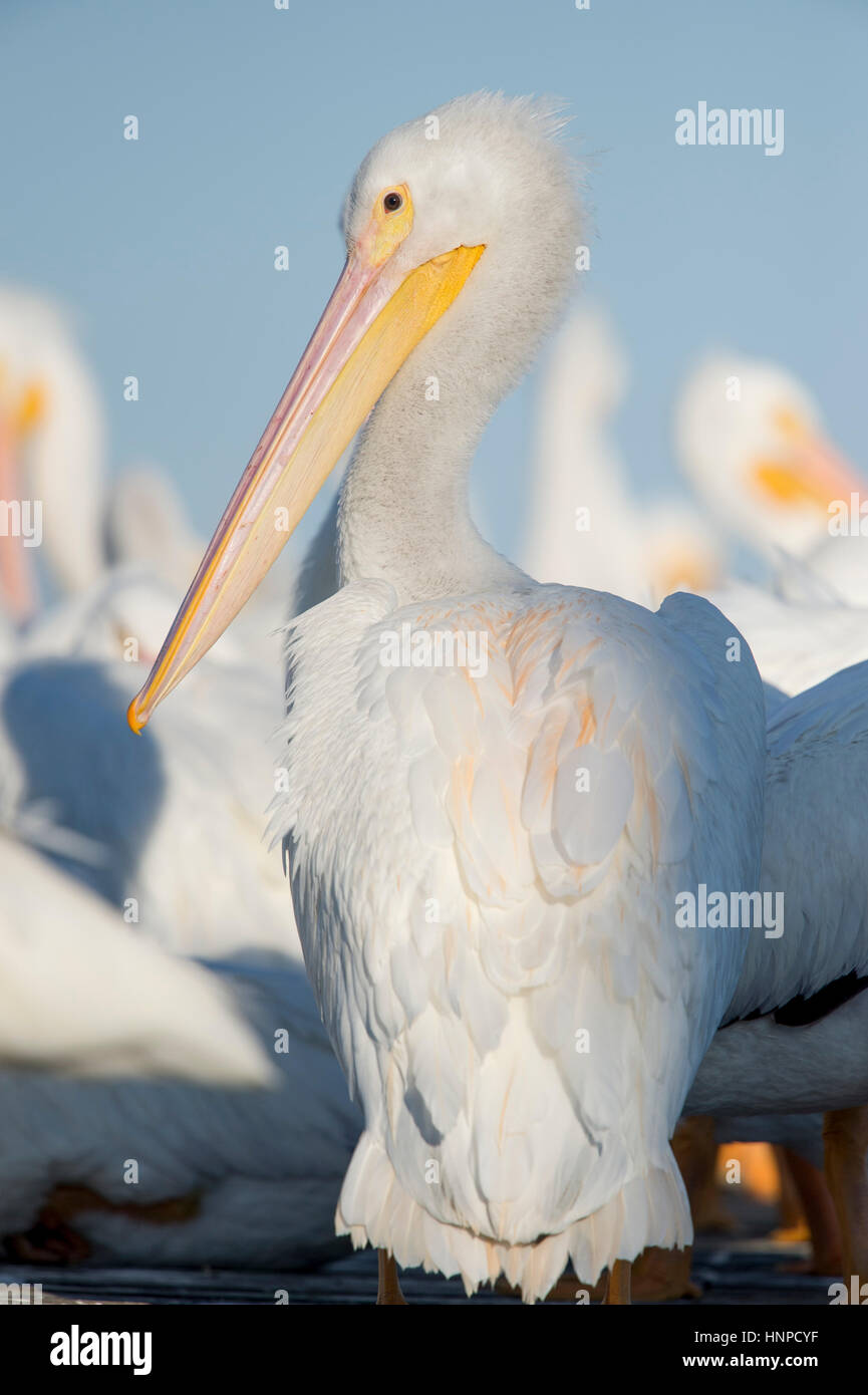 An American White Pelican stands tall on a dock showing off its