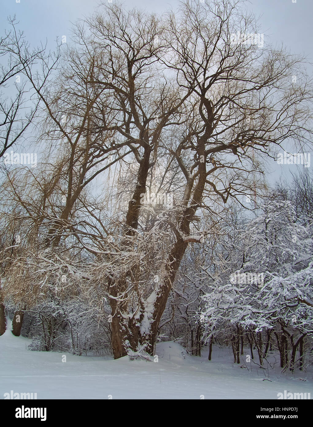 Willow Tree in winter Stock Photo