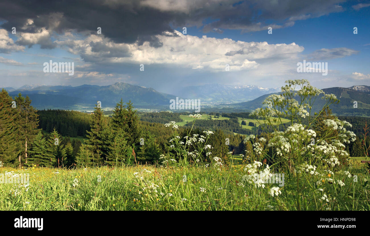 Flower meadow and thundery clouds in the mountains Stock Photo