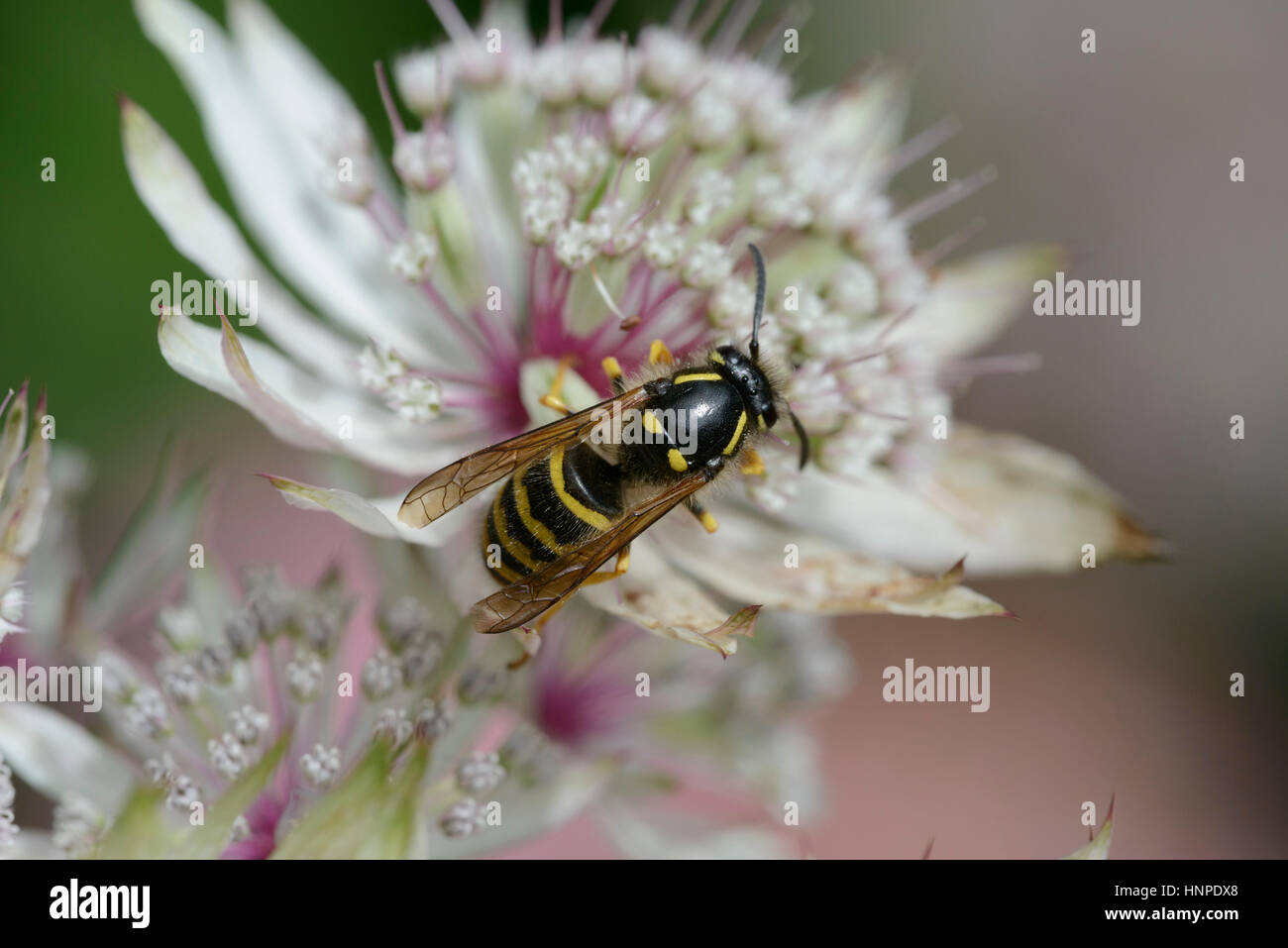 Tree Wasp (Dolichovespula sylvestris) on Astrantia flower Stock Photo
