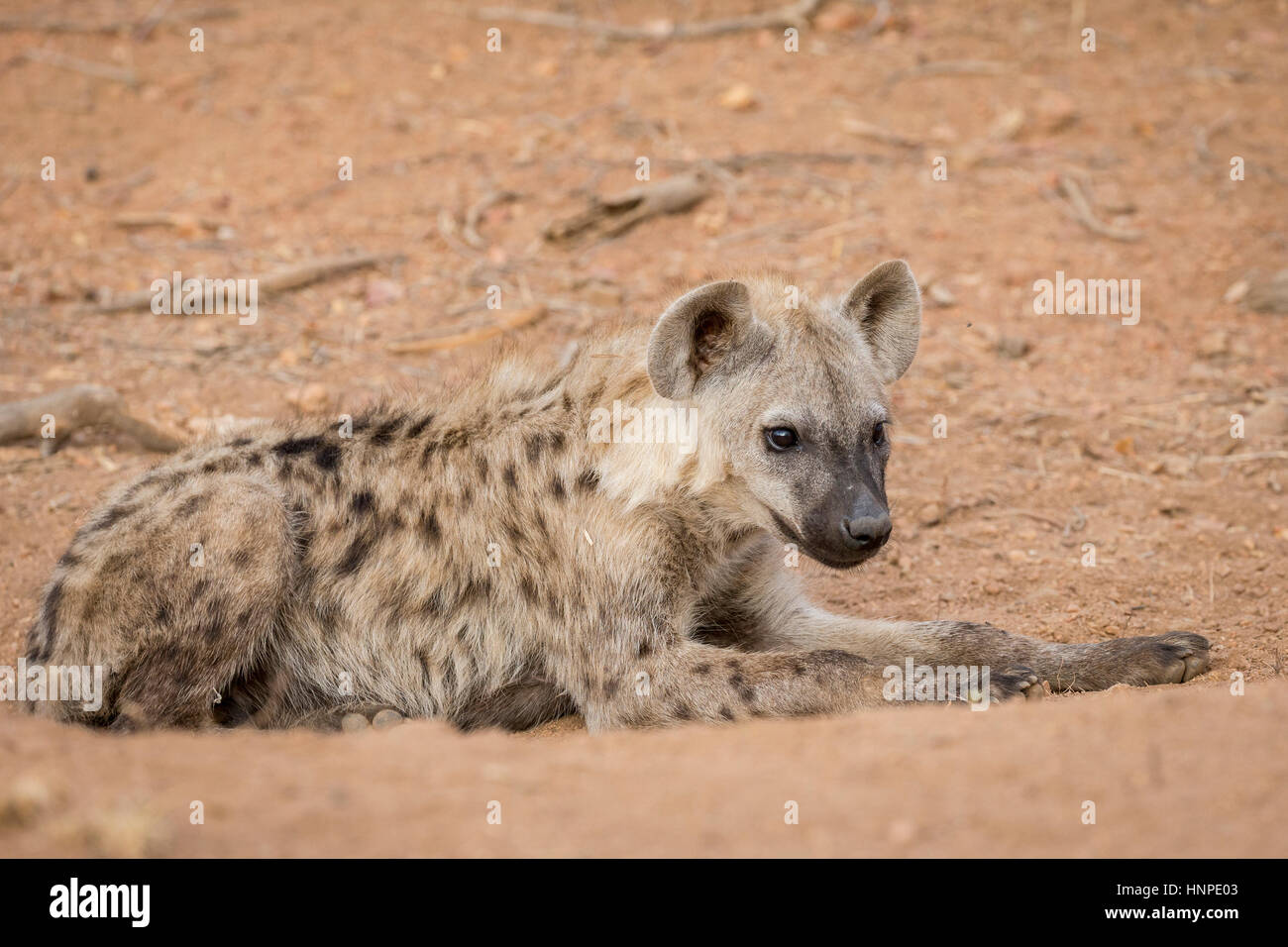 Hyena (Crocuta crocuta), Kruger National Park, Republic of South Africa Stock Photo