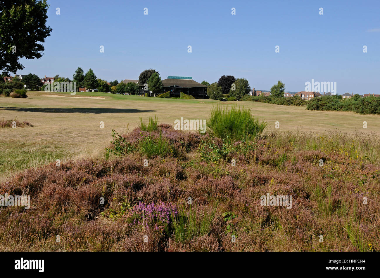 View over Heather on the 9th Hole towards the green and Clubhouse, Kings Hill, West Malling,Kent England Stock Photo