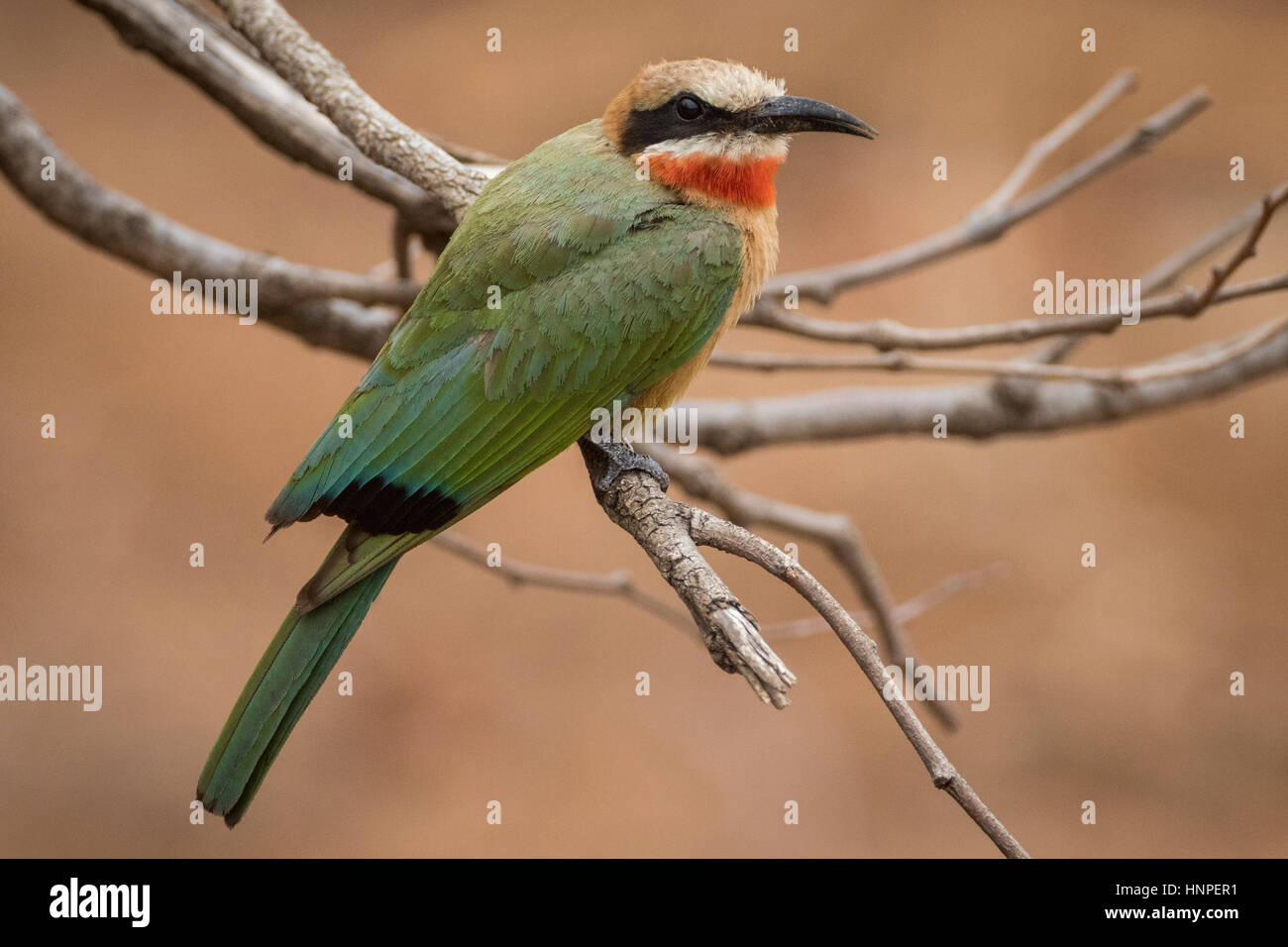 White-fronted bee-eater (Merops bullockoides), Kruger National Park ...