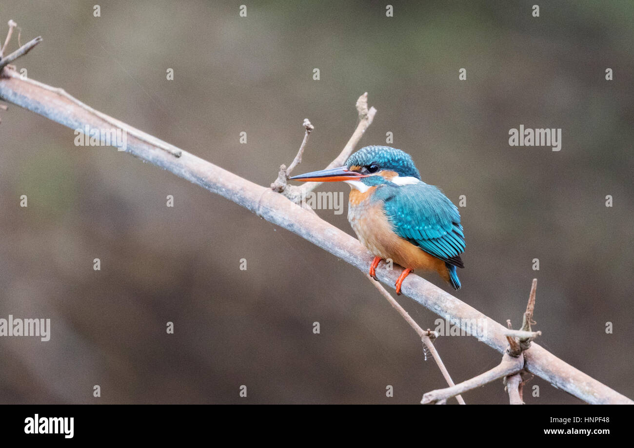 The Common Kingfisher, aka the Eurasian Kingfisher or River Kingfisher ( Alcedo atthis ), India Stock Photo