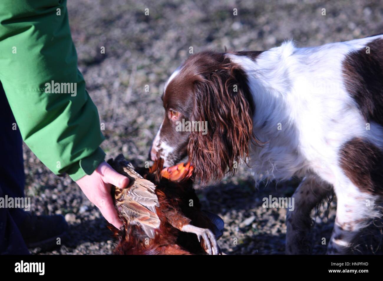 liver and white working type english springer spaniel pet gundog ...