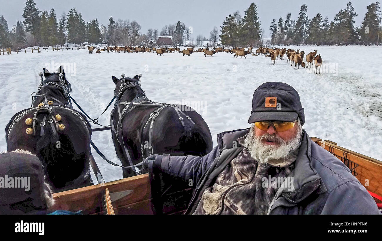 Lyle Points in his sled during elk feeding trip. The Points family has been feeding wild elk on their land to help them survive winter for three gener Stock Photo