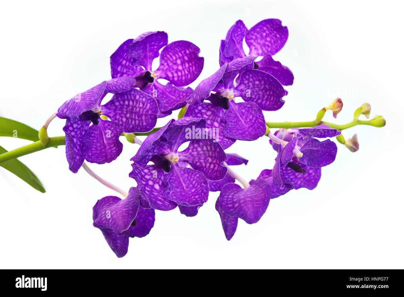 Thai Purple Orchid Isolated on White Background Stock Photo