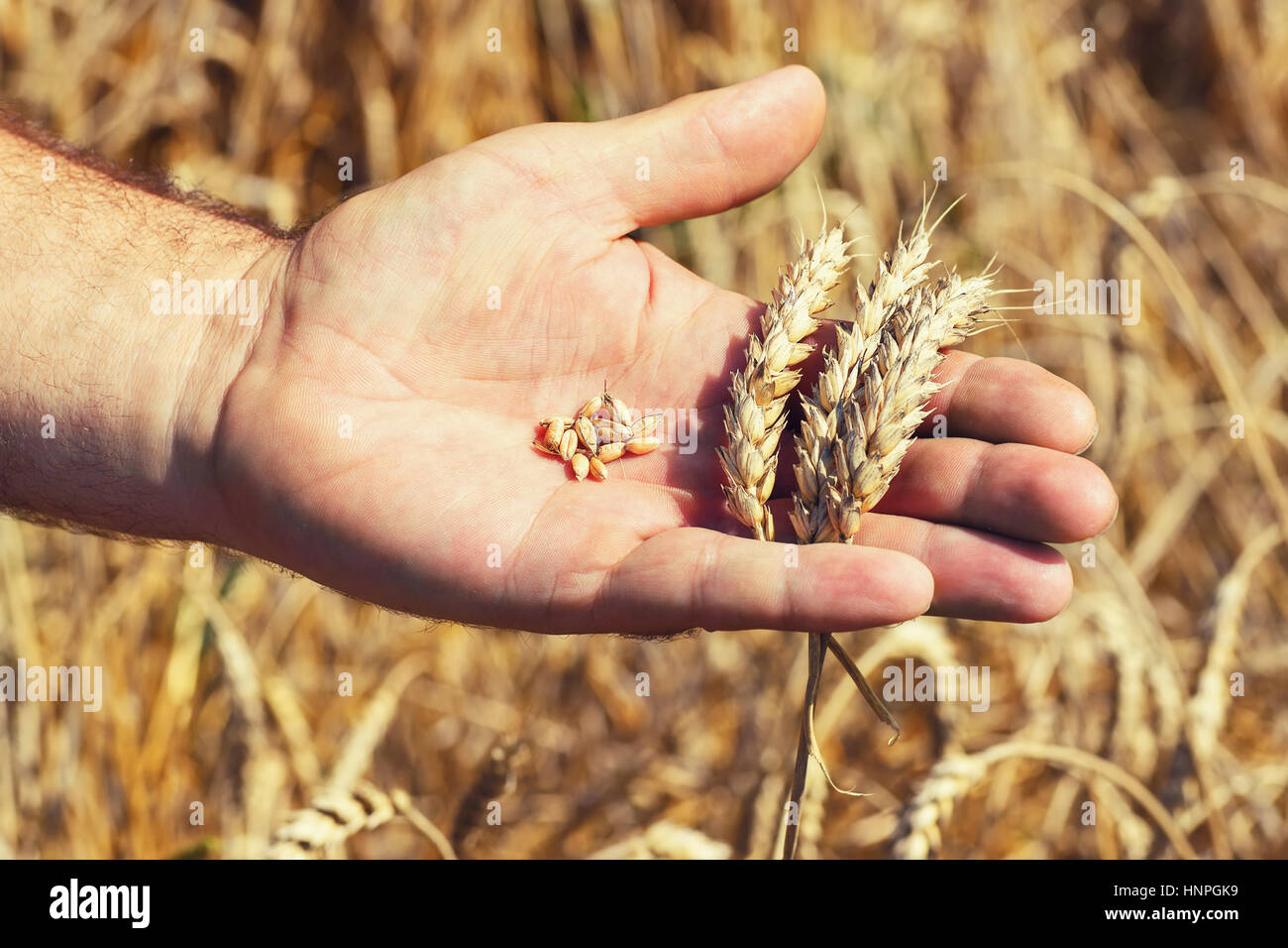 Male hand holding a golden wheat ear and grains of wheat in the wheat ...
