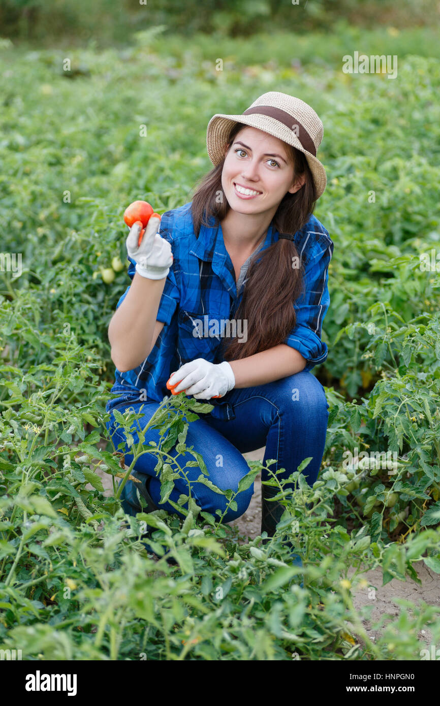 Woman in plantation of tomatoes. Young farmer harvesting tomatoes ...