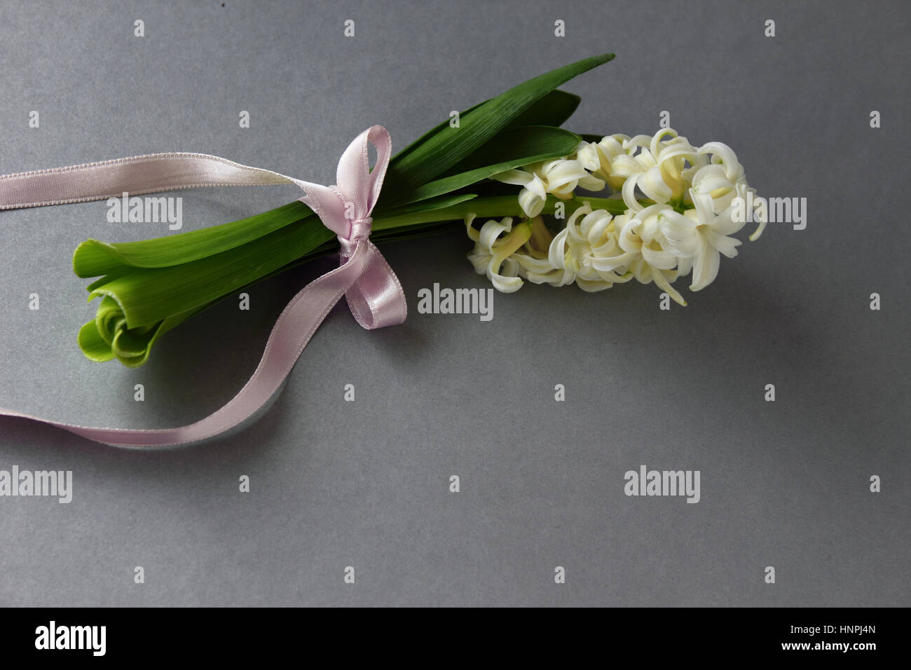 Hyacinth with ribbon Stock Photo